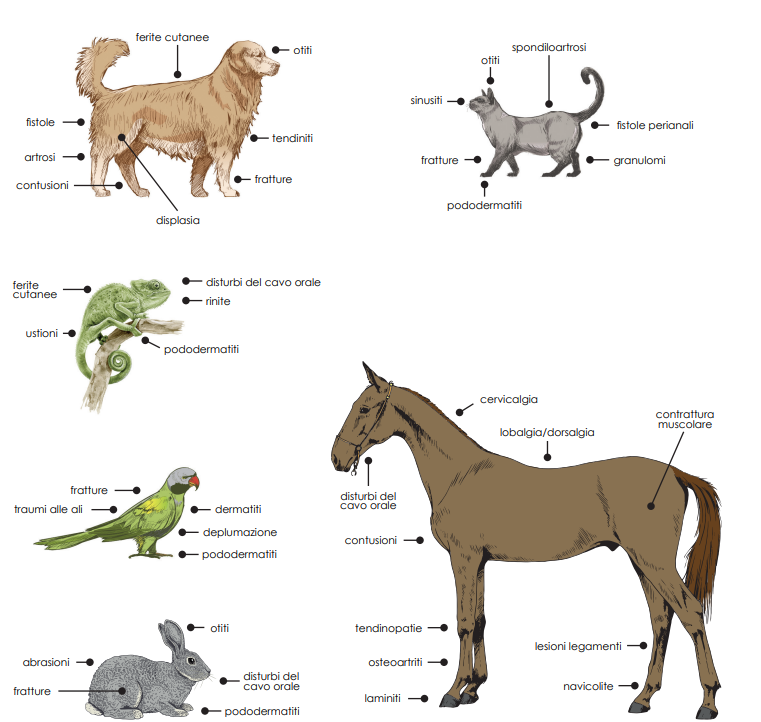 LaserVet 8.0